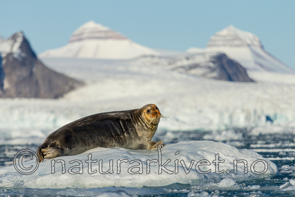 KA_140615_5171 / Erignathus barbatus / Storkobbe