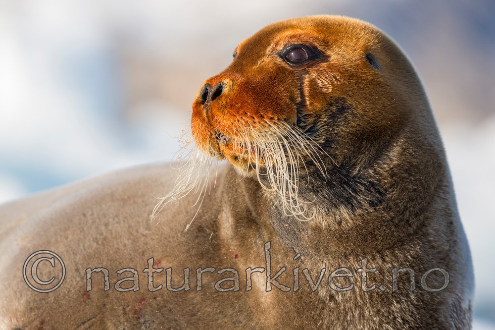 KA_140615_5214 / Erignathus barbatus / Storkobbe