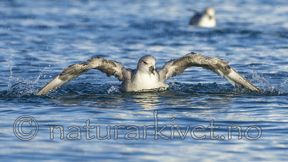 KA_140615_5251 / Fulmarus glacialis / Havhest