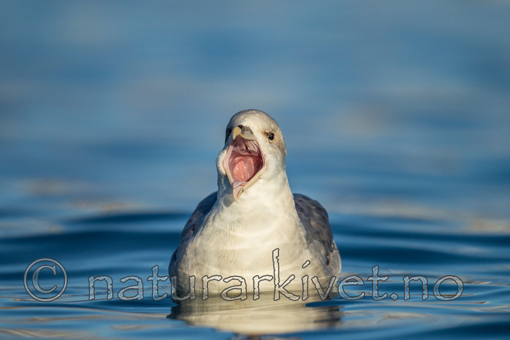 KA_140615_5261 / Fulmarus glacialis / Havhest