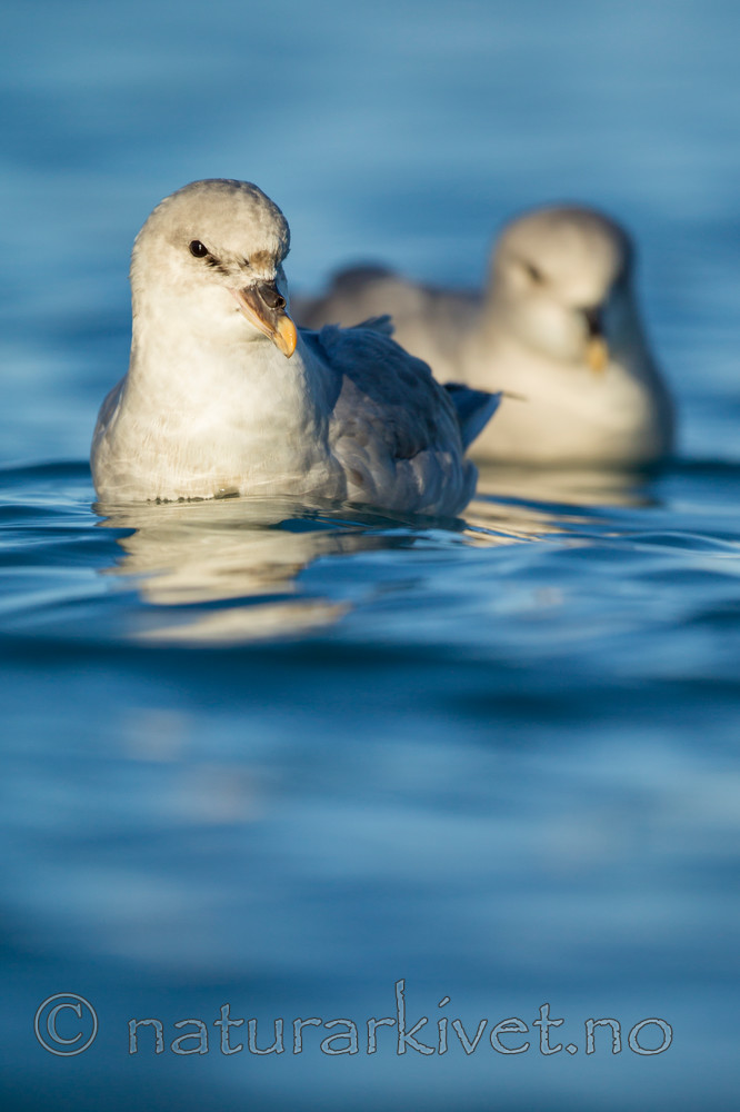 KA_140615_5272 / Fulmarus glacialis / Havhest