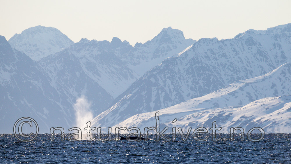 KA_140616_5320 / Balaenoptera physalus / Finnhval