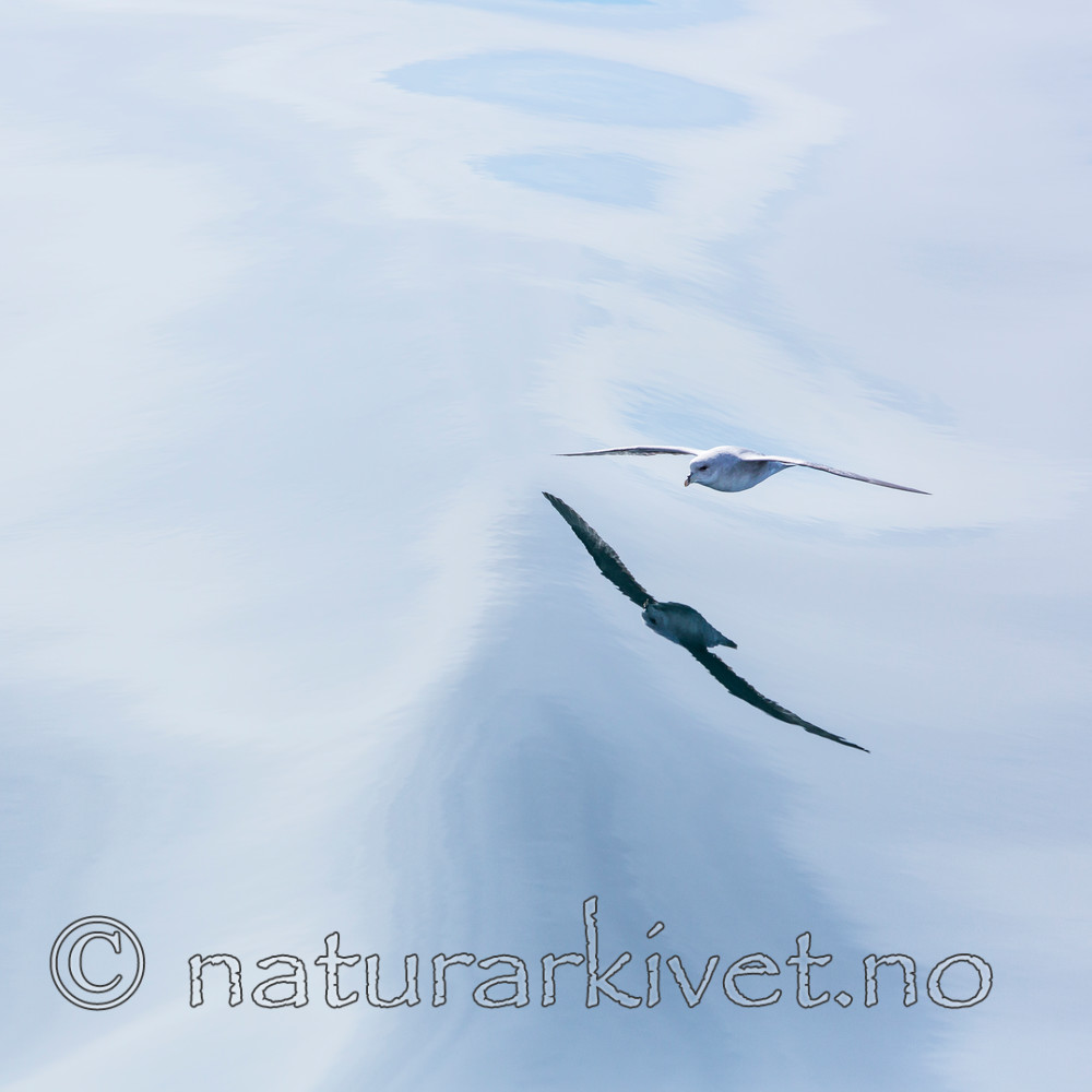 KA_140616_5326 / Fulmarus glacialis / Havhest