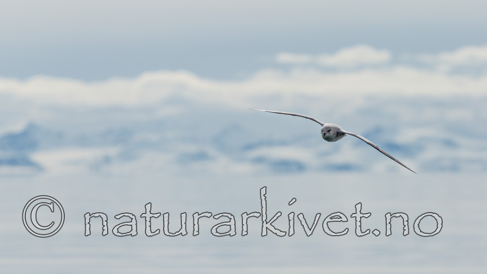 KA_140616_5430 / Fulmarus glacialis / Havhest