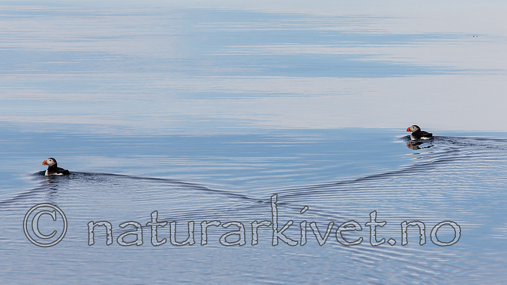 KA_140616_5438 / Fratercula arctica / Lunde