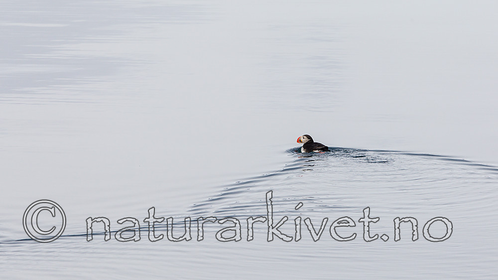 KA_140616_5440 / Fratercula arctica / Lunde