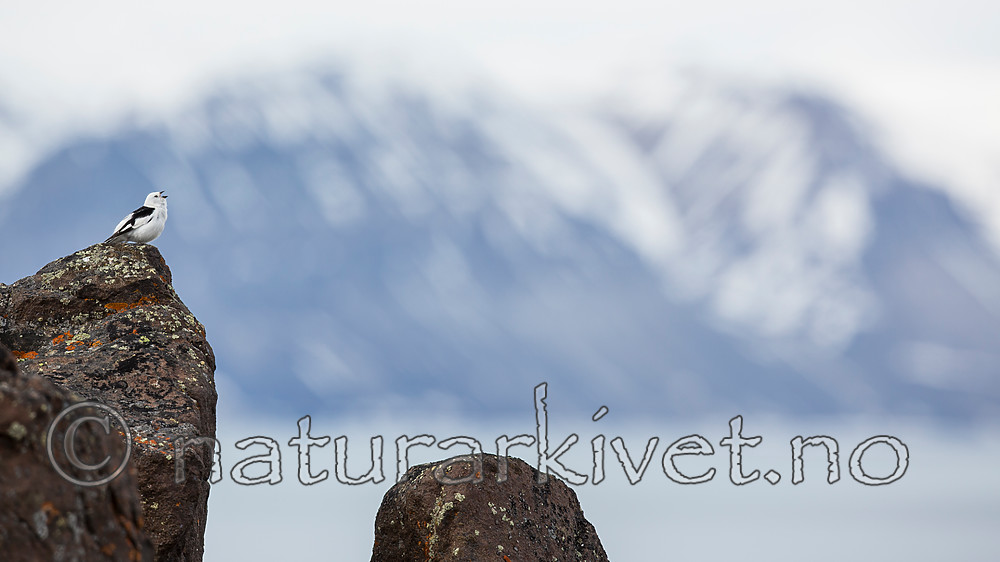 KA_140616_5448 / Plectrophenax nivalis / Snøspurv