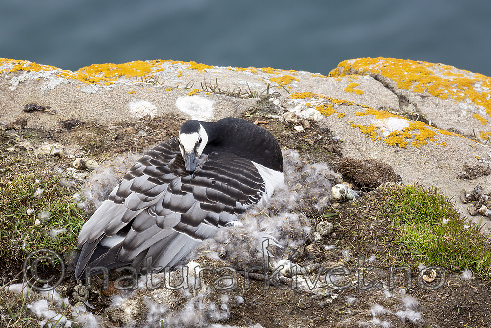 KA_140616_5456 / Branta leucopsis / Hvitkinngås