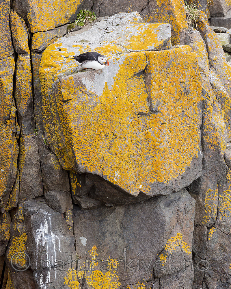 KA_140616_5477 / Fratercula arctica / Lunde