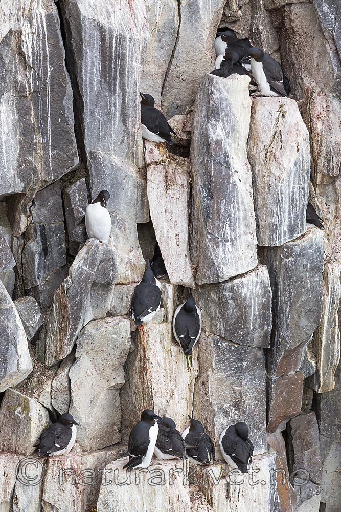 KA_140616_5479 / Uria lomvia / Polarlomvi