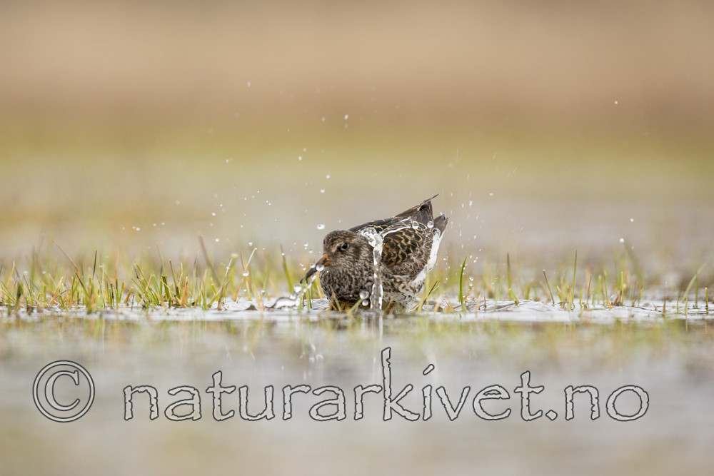KA_140616_5503 / Calidris maritima / Fjæreplytt