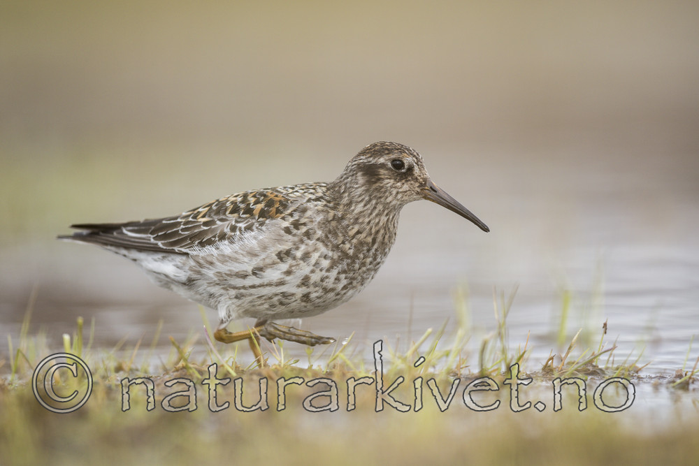 KA_140616_5509 / Calidris maritima / Fjæreplytt
