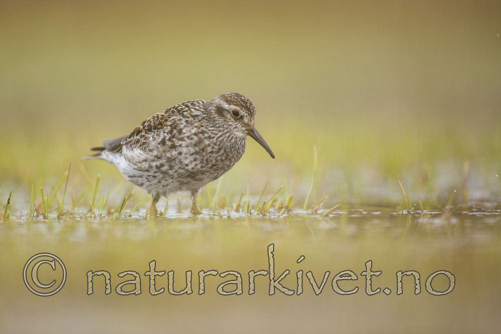 KA_140616_5520 / Calidris maritima / Fjæreplytt