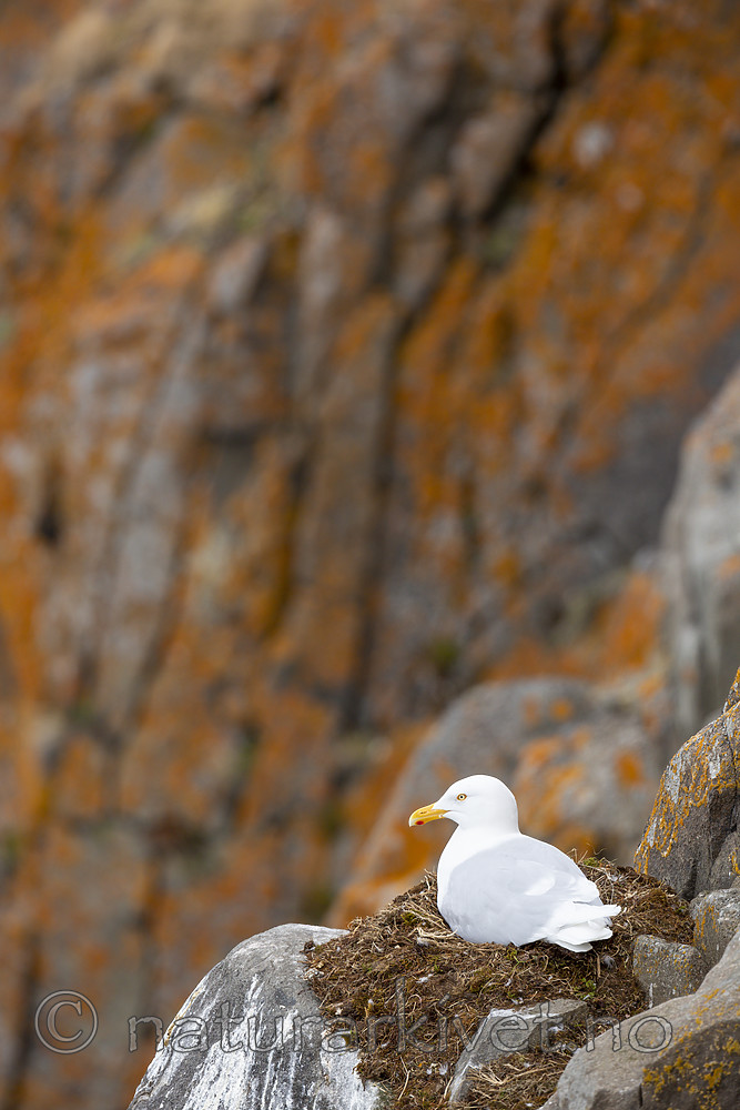KA_140616_5522 / Larus hyperboreus / Polarmåke