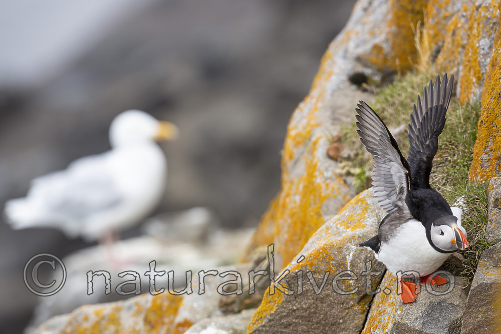 KA_140616_5527 / Fratercula arctica / Lunde <br /> Larus hyperboreus / Polarmåke