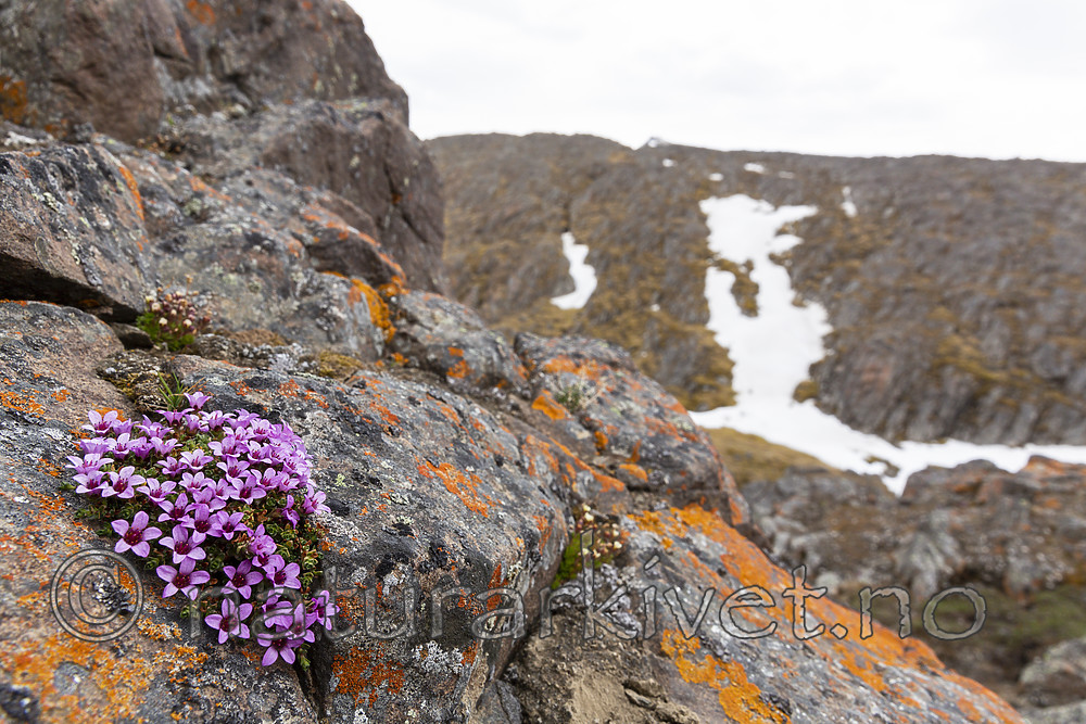 KA_140616_5535 / Saxifraga oppositifolia / Rødsildre