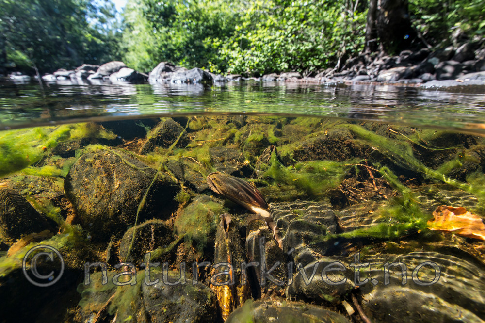 KA_140625_1290 / Margaritifera margaritifera / Elvemusling