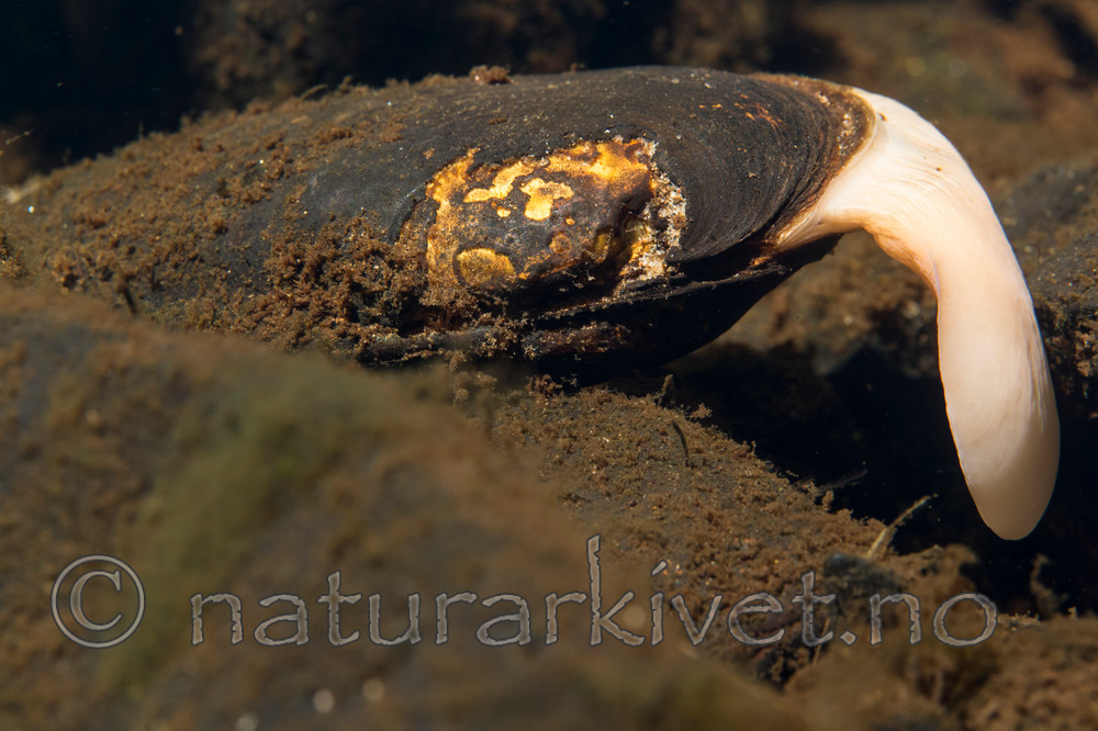 KA_140625_1291 / Margaritifera margaritifera / Elvemusling