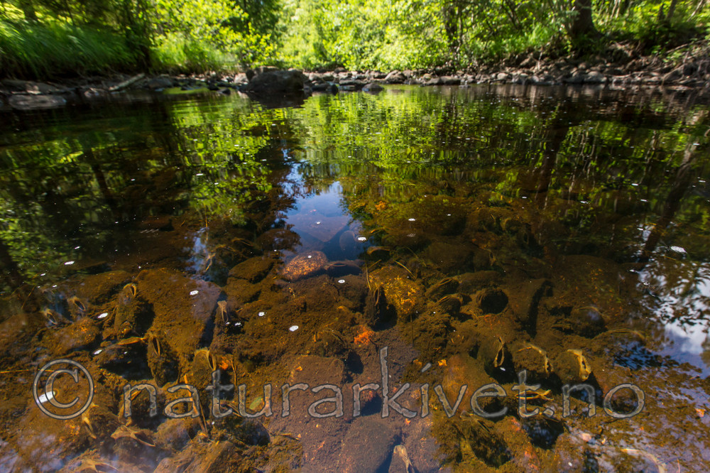 KA_140625_1302 / Margaritifera margaritifera / Elvemusling