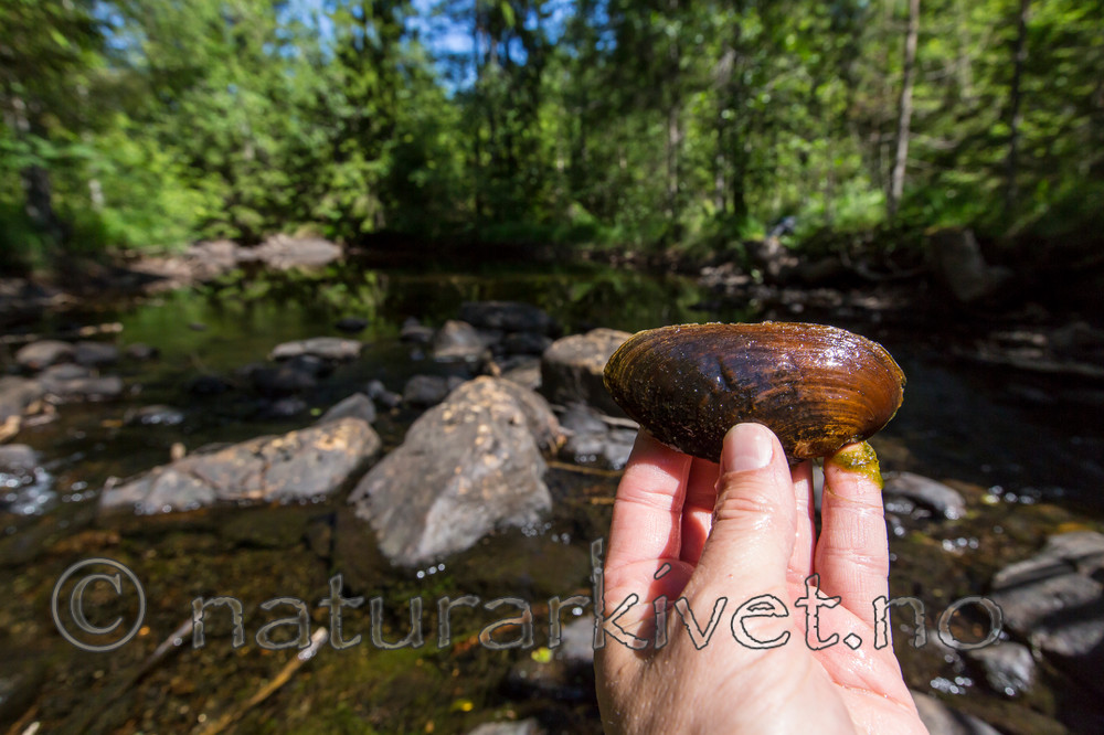 KA_140625_1307 / Margaritifera margaritifera / Elvemusling