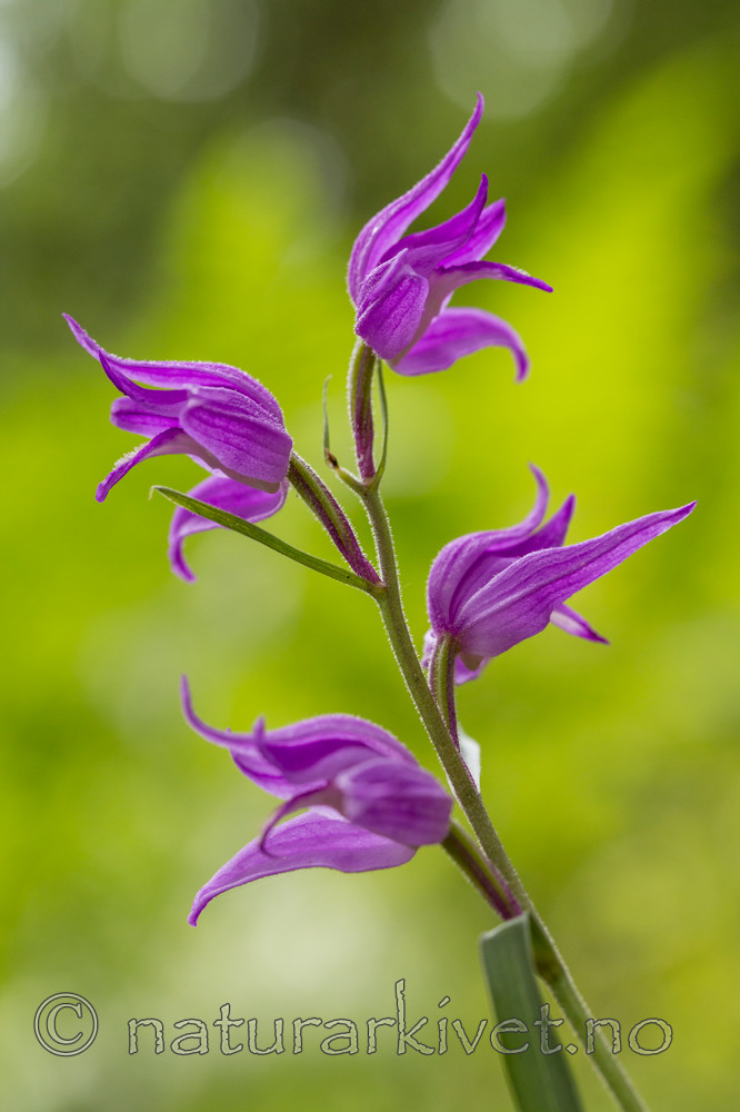 KA_140625_5926 / Cephalanthera rubra / Rød skogfrue