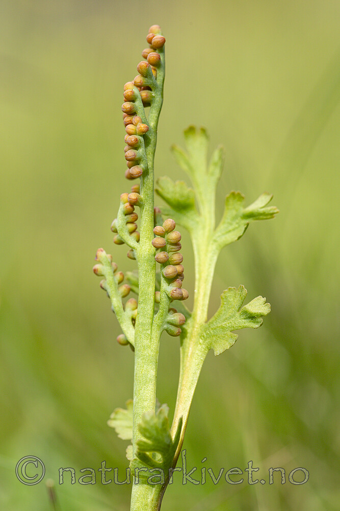 KA_140625_5939 / Botrychium matricariifolium / Huldrenøkkel