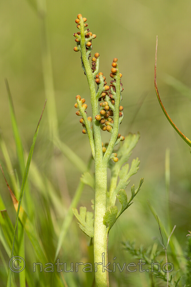 KA_140625_5940 / Botrychium matricariifolium / Huldrenøkkel