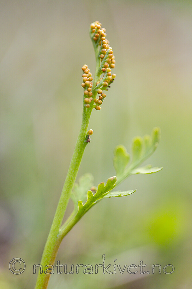 KA_140625_5947 / Botrychium matricariifolium / Huldrenøkkel