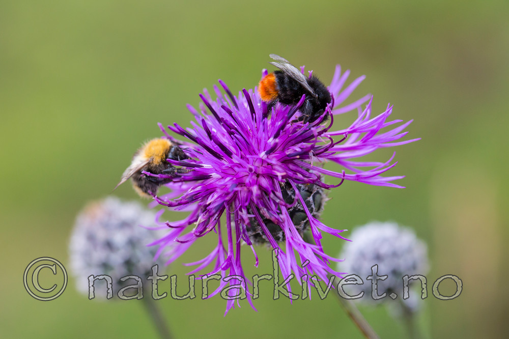 KA_140701_6003 / Centaurea scabiosa / Fagerknoppurt