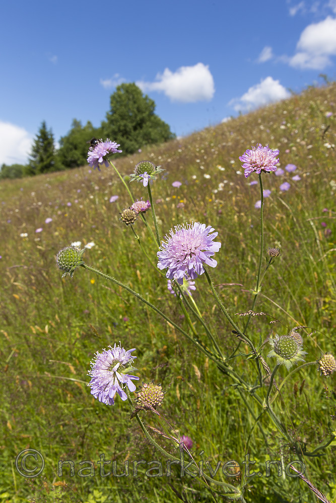 KA_140702_1227 / Knautia arvensis / Rødknapp