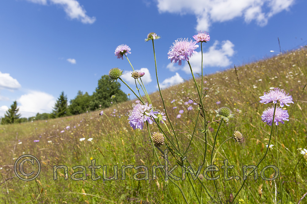 KA_140702_1228 / Knautia arvensis / Rødknapp