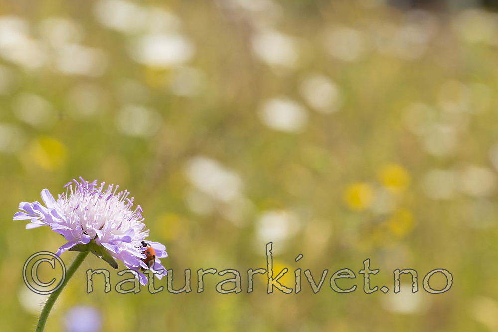 KA_140702_1239 / Coccinella quinquepunctata / Fem-prikket marihøne <br /> Knautia arvensis / Rødknapp