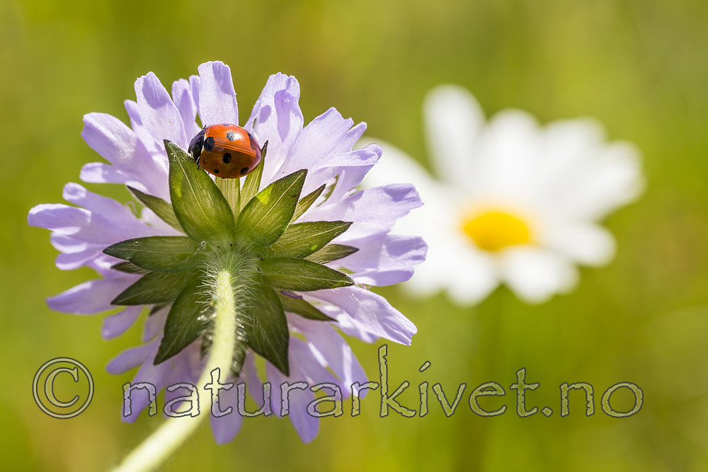 KA_140702_1243 / Coccinella quinquepunctata / Fem-prikket marihøne <br /> Knautia arvensis / Rødknapp