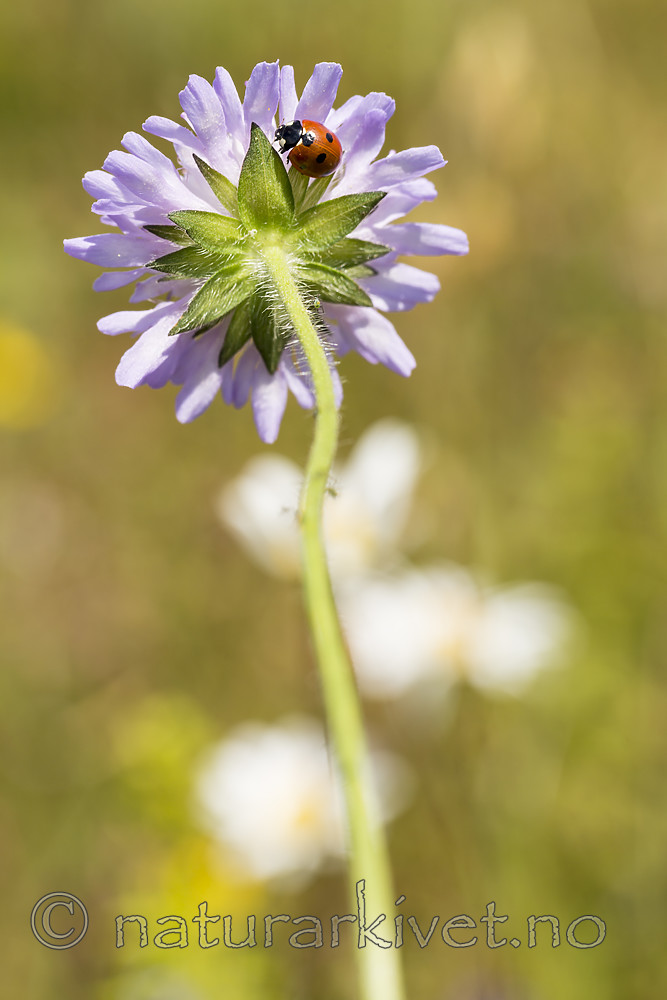 KA_140702_1245 / Coccinella quinquepunctata / Fem-prikket marihøne <br /> Knautia arvensis / Rødknapp