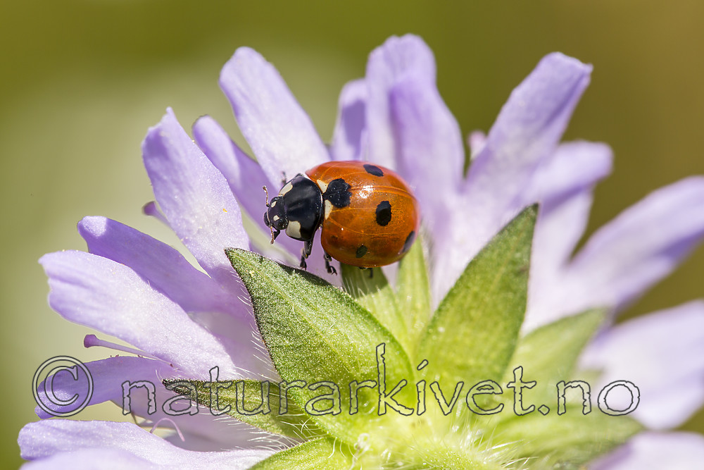 KA_140702_1246 / Coccinella quinquepunctata / Fem-prikket marihøne <br /> Knautia arvensis / Rødknapp
