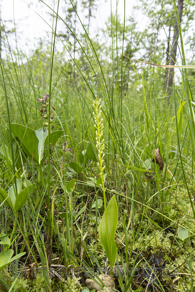 KA_140706_6040 / Microstylis monophyllos / Knottblom