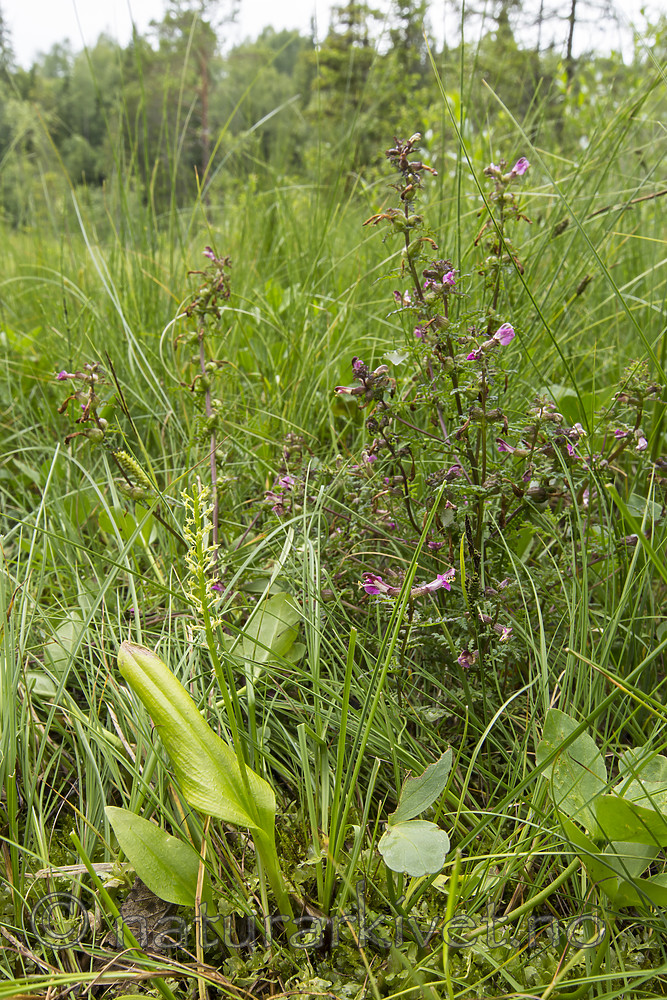 KA_140706_6046 / Microstylis monophyllos / Knottblom