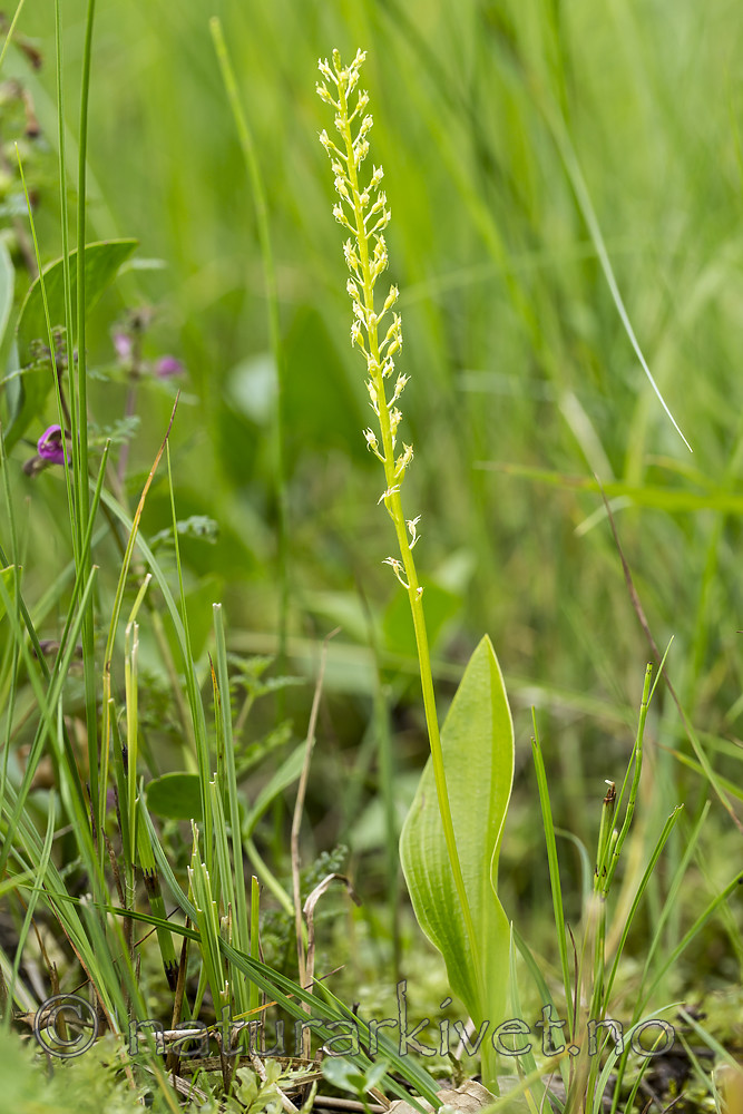 KA_140706_6050 / Microstylis monophyllos / Knottblom