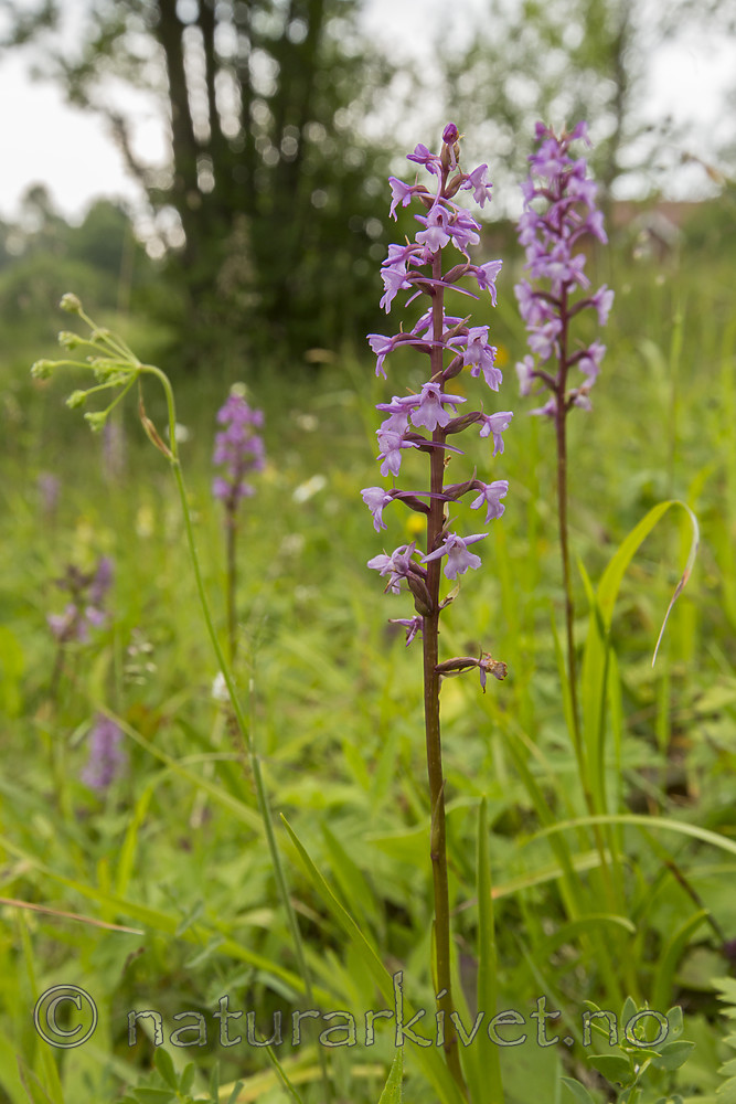 KA_140706_6068 / Gymnadenia conopsea / Brudespore