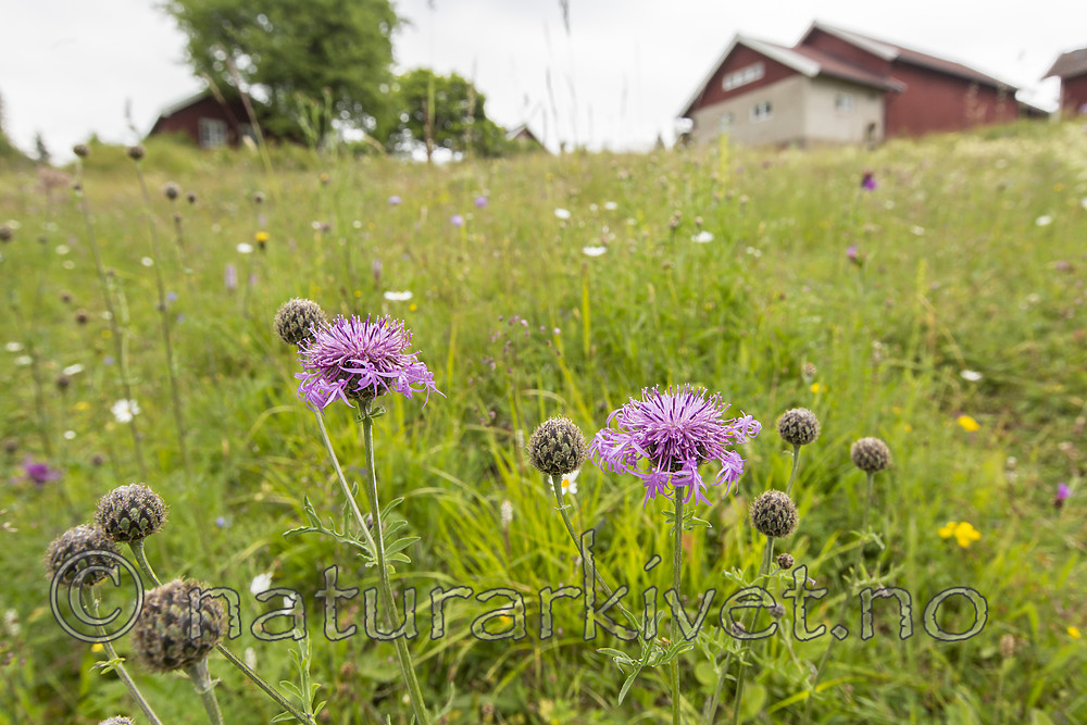 KA_140706_6075 / Centaurea scabiosa / Fagerknoppurt