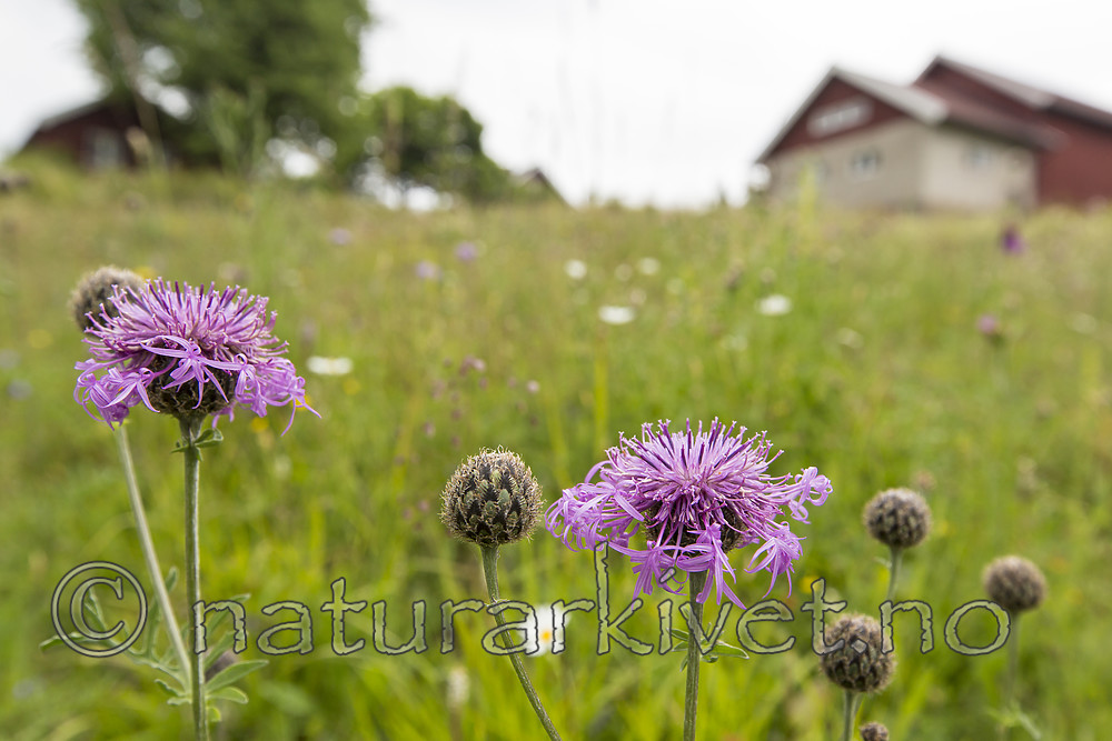 KA_140706_6076 / Centaurea scabiosa / Fagerknoppurt