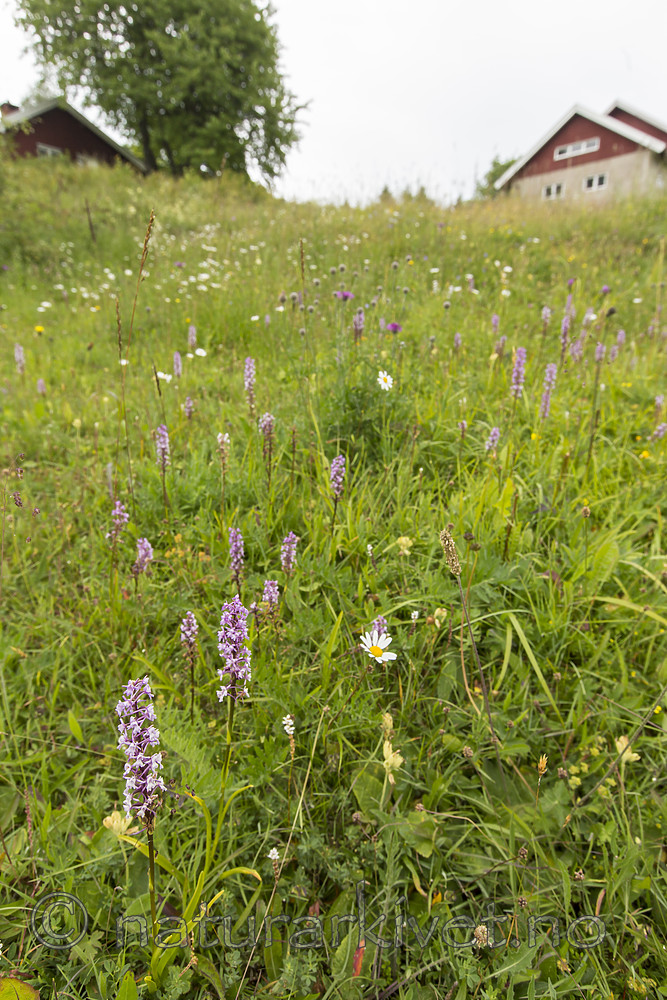 KA_140706_6081 / Gymnadenia conopsea / Brudespore