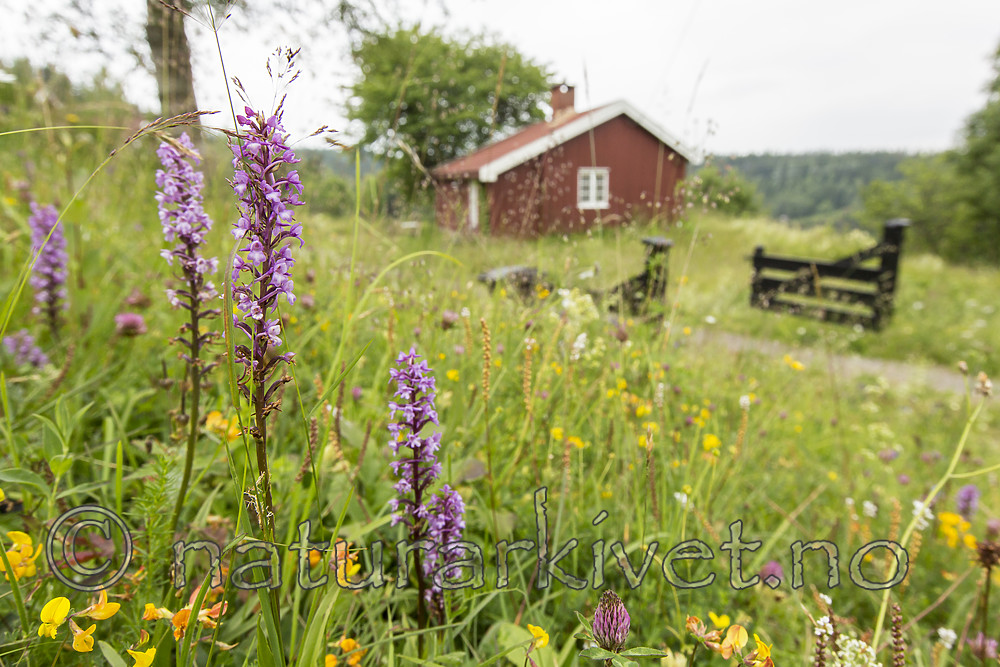 KA_140706_6084 / Gymnadenia conopsea / Brudespore