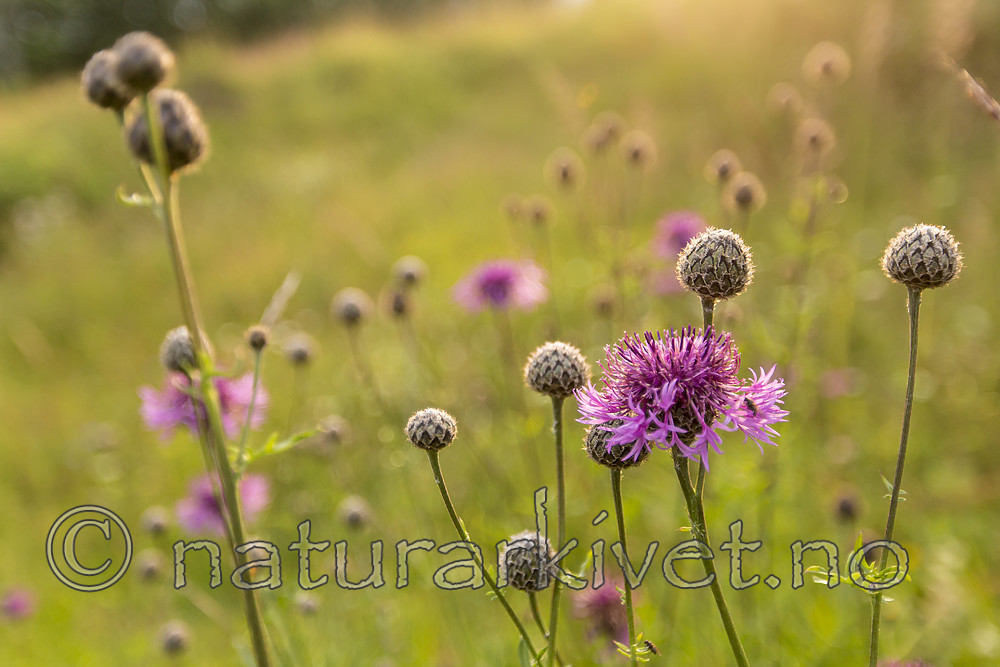 KA_140706_6094 / Centaurea scabiosa / Fagerknoppurt
