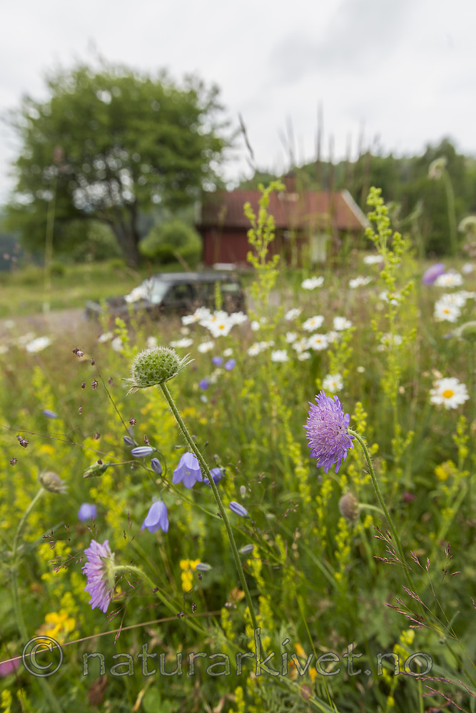 KA_140706_6104 / Knautia arvensis / Rødknapp