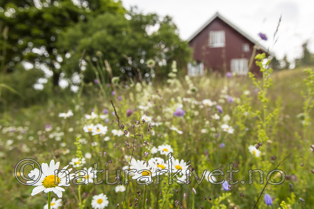 KA_140706_6109 / Leucanthemum vulgare / Prestekrage
