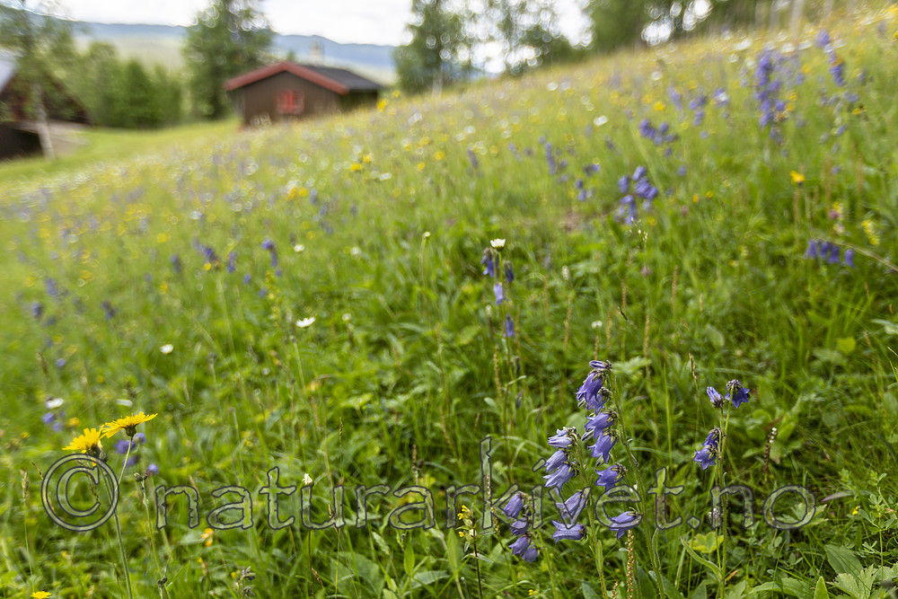 KA_140716_11 / Campanula barbata / Skjeggklokke
