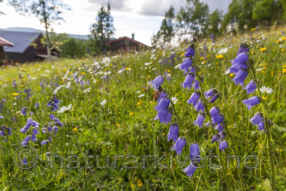 KA_140716_111 / Campanula barbata / Skjeggklokke