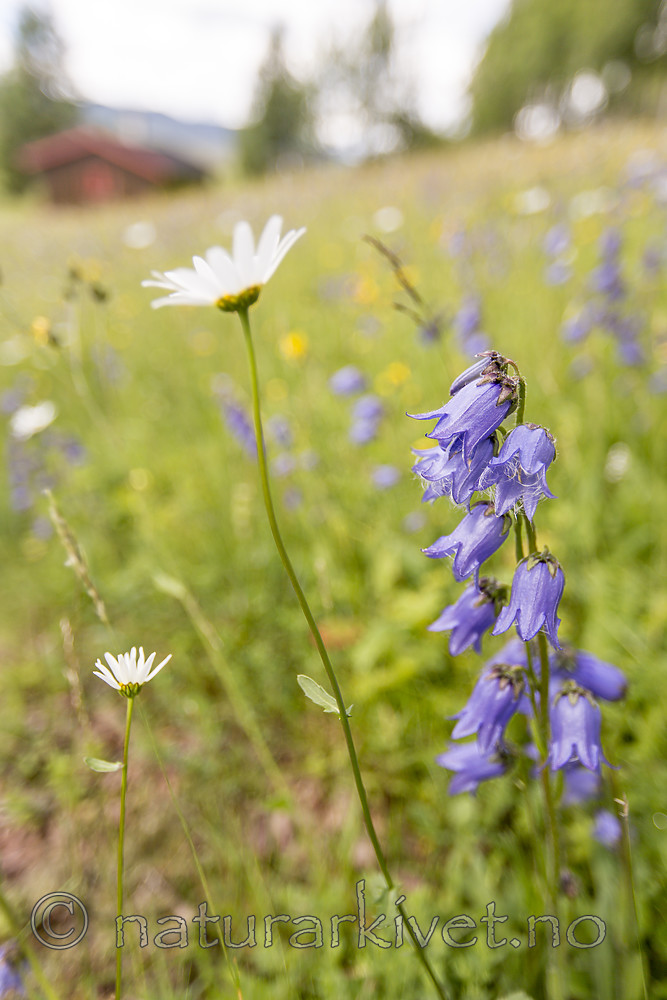 KA_140716_12 / Campanula barbata / Skjeggklokke