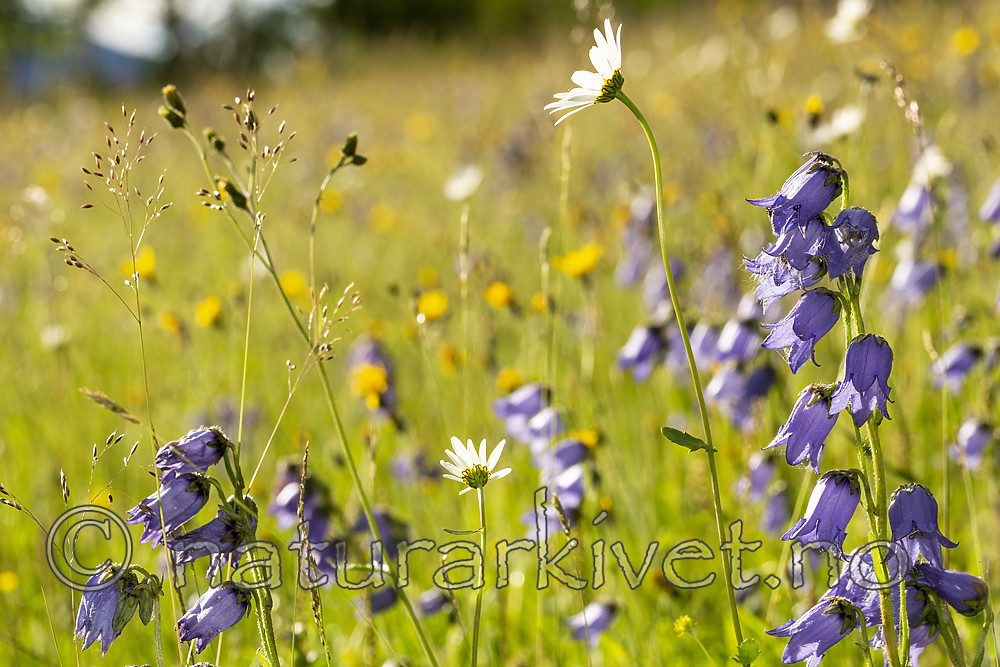 KA_140716_132 / Campanula barbata / Skjeggklokke